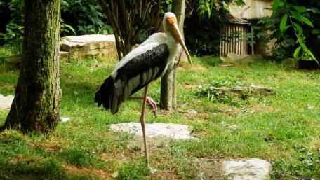 Elegant Stork Standing Gracefully on Green Grass wallpaper