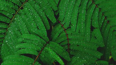 Fern leaves wallpaper