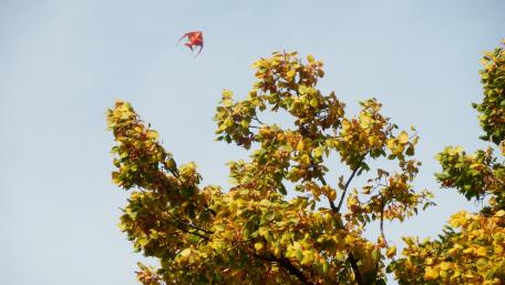 Kite Flying Under a Blue Sky wallpaper