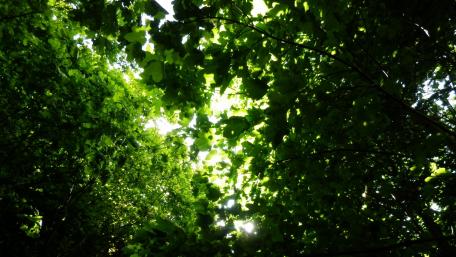 Lush Greenery Through the Canopy wallpaper