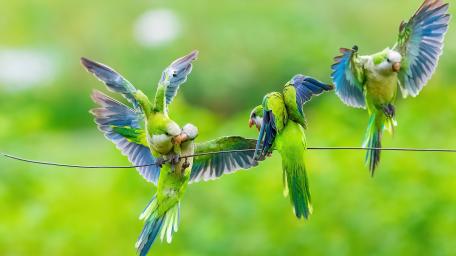 Playful Monk Parrots in Vibrant Greenery wallpaper