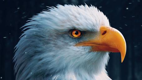 Bald Eagle Closeup wallpaper