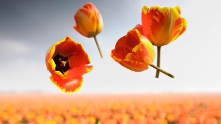 Vibrant Tulips in Blooming Fields wallpaper