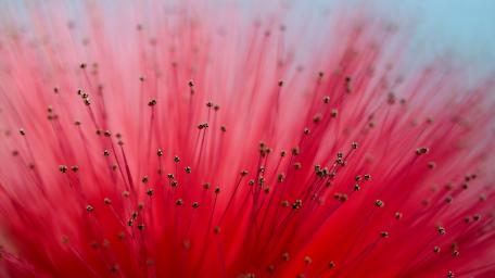 Calliandra Flower macro photography wallpaper