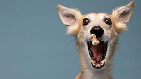 Happy Dog Chasing a Treat in the Air wallpaper