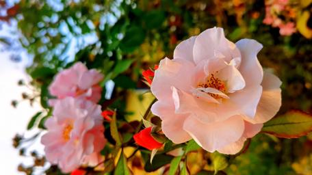 Delicate Pink Roses in Bloom wallpaper