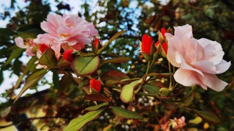 Elegant Blooms in a Serene Garden Scene wallpaper