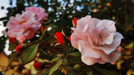 Delicate Garden Roses in Bloom wallpaper