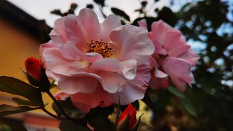 Delicate Pink Garden Roses wallpaper