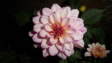 Elegant Pink Dahlia Flower Close-Up wallpaper