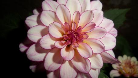 Elegant Pink Dahlia Blossom Wallpaper wallpaper