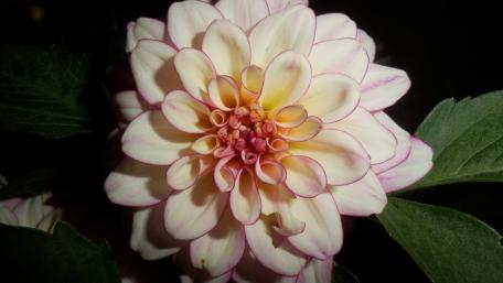 Delicate Pink Dahlia Blossom Displaying Nature's Beauty wallpaper