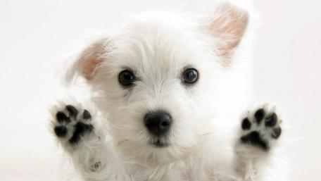 West Highland White Terrier Puppy wallpaper
