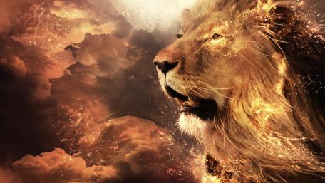 Lion wallpaper