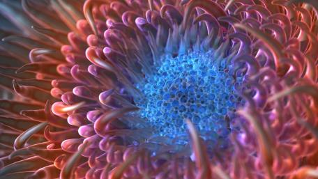Vibrant Underwater Sea Anemone Wallpaper wallpaper