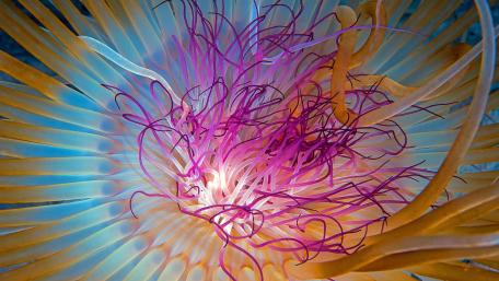 Vibrant Ocean Harmony wallpaper