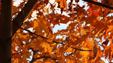 Golden Autumn Leaves Illuminated by Sunlight wallpaper