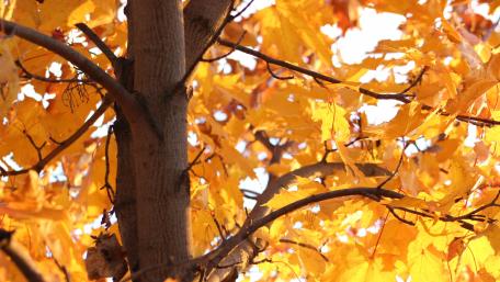 Golden Autumn Leaves on a Majestic Tree wallpaper