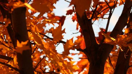 Vibrant Autumn Leaves Overlapping Tree Branches wallpaper