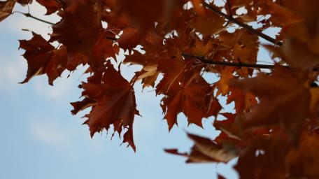 Vibrant Autumn Leaves Against the Sky wallpaper