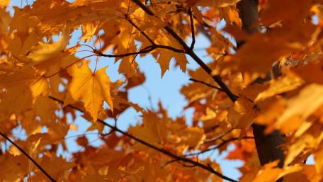 Golden Autumn Leaves in Focus wallpaper