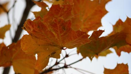 Autumn Leaves in Stunning Detail wallpaper
