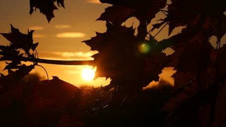 Golden Silhouette of Leaves at Sunset wallpaper