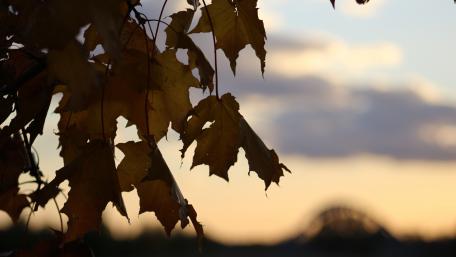 Autumn Leaves in Soft Focus wallpaper