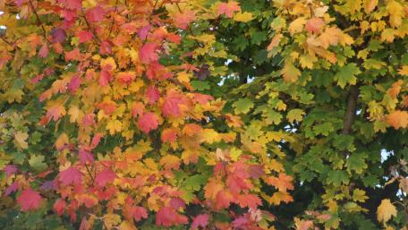 Vibrant Autumn Colors in Nature wallpaper