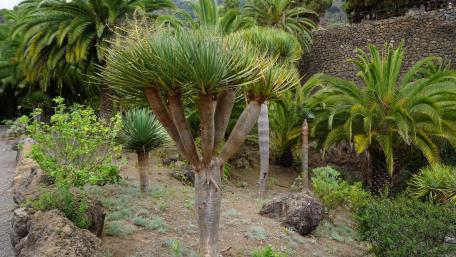 Majestic Tropical Garden Scene wallpaper