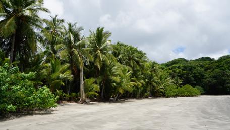 Tropical Paradise in Serene Jungle Scene 5k Wallpaper wallpaper