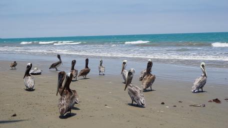 Pelicans Walking Along the Shoreline in Harmony wallpaper