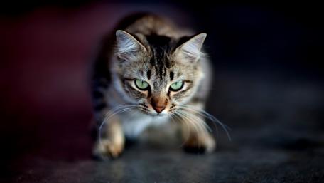 Mysterious Cat with Striking Green Eyes wallpaper