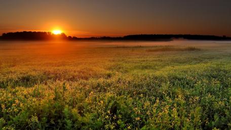 Golden Sunset Over Tranquil Field wallpaper