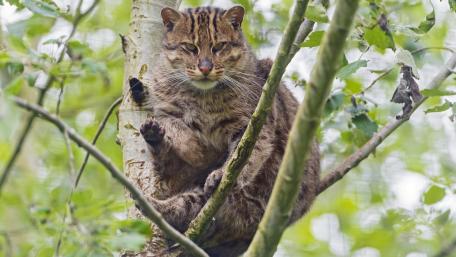 Majestic Wild Cat in a Tree Scene wallpaper