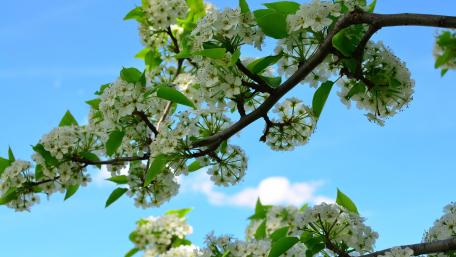 Spring Blossoms Against a Clear Blue Sky wallpaper