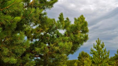Serene Pine Tree Under Cloudy Skies wallpaper