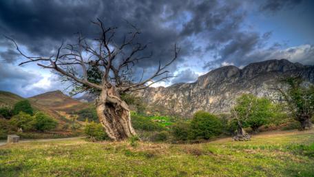 Majestic Mountain Landscape with a Dry Tree wallpaper