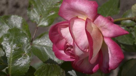 Elegant Pink Rose Blossom Captured in Nature's Splendor wallpaper