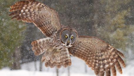 Majestic Great Grey Owl in a Snowy Landscape wallpaper