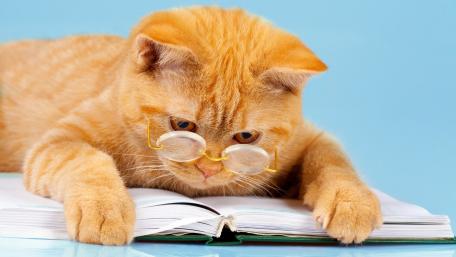 Bookish Feline with Glasses wallpaper