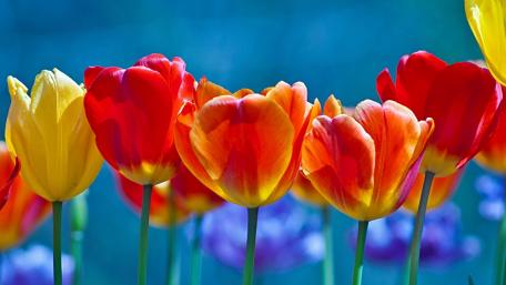 Vibrant Tulips of Spring Blooming Brightly wallpaper
