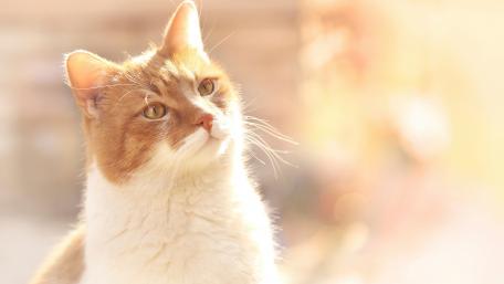 Charming Ginger Cat in Soft Light Clarity wallpaper