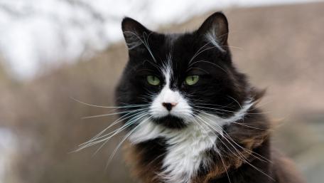 Elegant Feline with Striking Green Eyes and Whiskers wallpaper