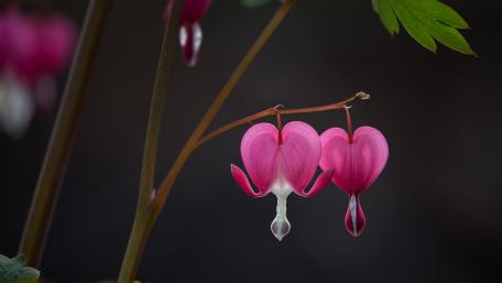 Bleeding heart flower wallpaper