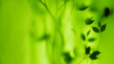 Vibrant Green Floral Abstraction for Serenity wallpaper