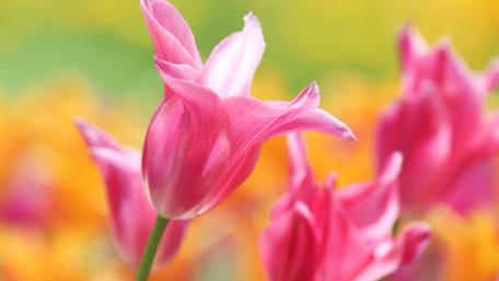 Pink Tulips Blooming in Spring Sunshine wallpaper