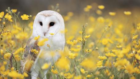 Majestic Snowy Owl in a Field of Flowers wallpaper