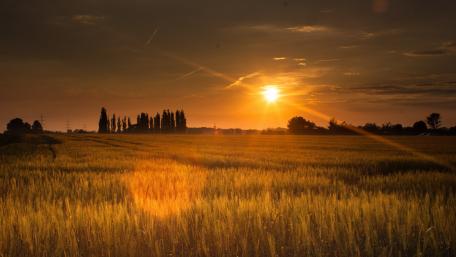 Serene Sunset Over Golden Fields wallpaper