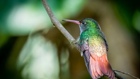 Vibrant Hummingbird in Nature's Embrace wallpaper